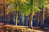 Autumn Trees_24805